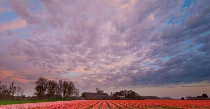 brussels-keukenhof-tulips-and-delft-day-trip