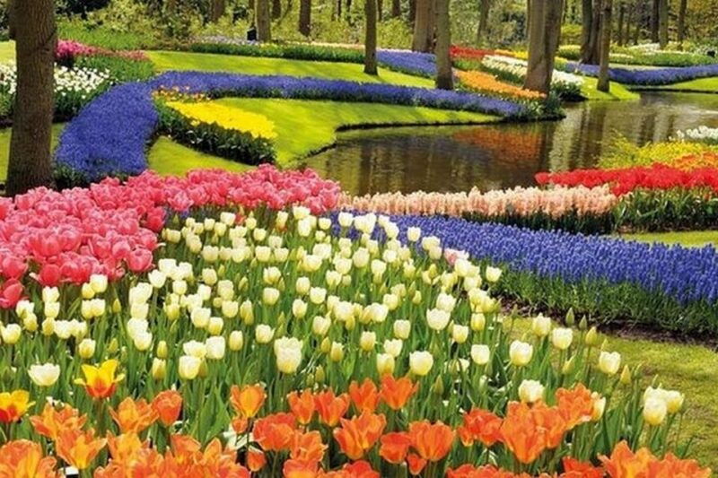 brussels-keukenhof-tulips-and-delft-day-trip