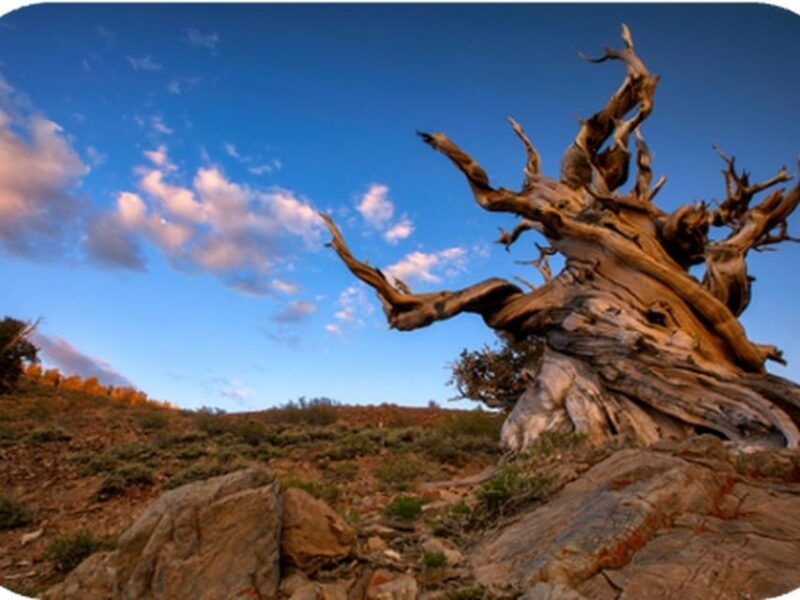 bryce-canyon-2-hour-4-seat-side-by-side-ohv-rental