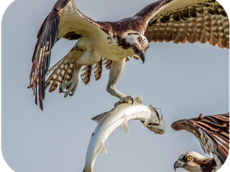 bryce-canyon-2-hour-4-seat-side-by-side-ohv-rental