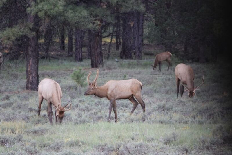 bryce-canyon-national-park-guided-e-bike-tour