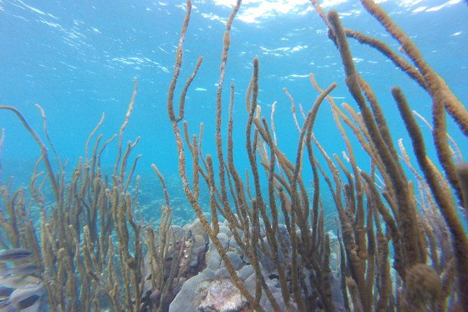 buccoo-reef-and-nylon-pool-adventure