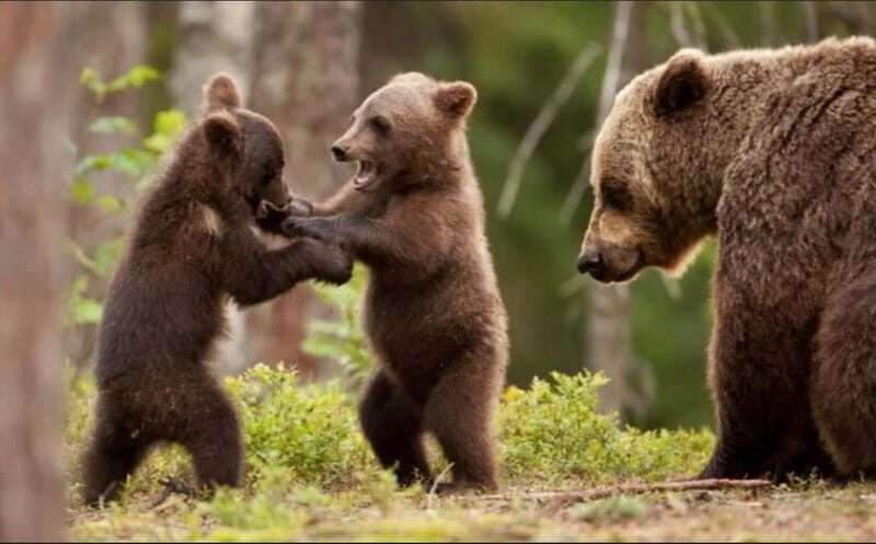 Bucharest: Bear Watching Tour and Top Gear Road Day Trip - Who Is This Tour Best For?