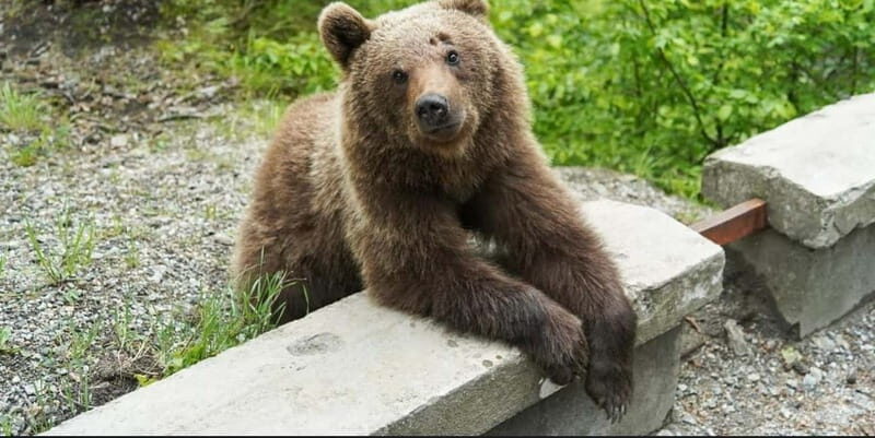 Bucharest: Bears Safari on Top Gear Road Transfagarasan - Exploring the Transfagarasan and Beyond