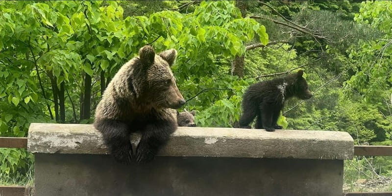 Bucharest: Bears Safari on Top Gear Road Transfagarasan - Who Will Love This Tour?