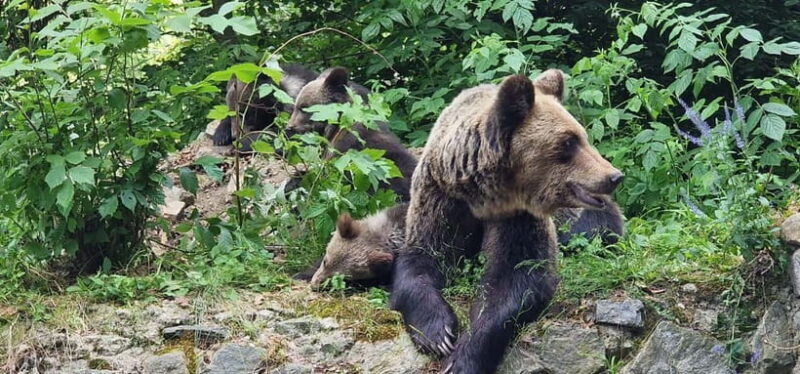 Bucharest: Brown Bears Sanctuary and Quad Tour - Exploring the Brown Bears Sanctuary and Quad Tour Experience