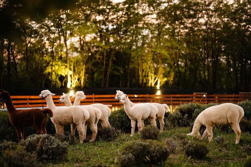 Bucharest: Day Trip at the The Tribe Alpaca Retreat - A Peaceful Getaway from City Life