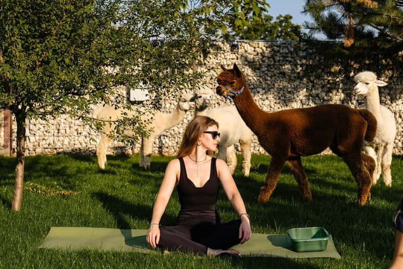 Bucharest: Day Trip at the The Tribe Alpaca Retreat - The Setting and Facilities