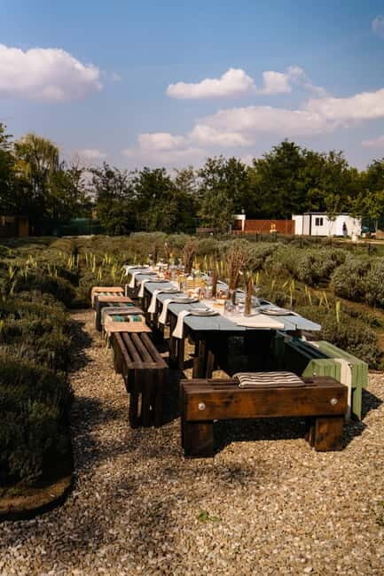 Bucharest: Day Trip at the The Tribe Alpaca Retreat - Value for Money
