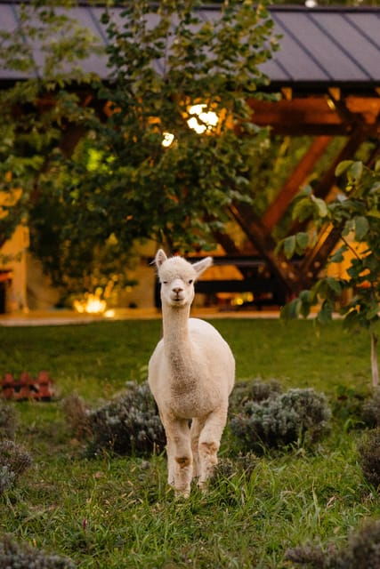 bucharest-day-trip-at-the-the-tribe-alpaca-retreat