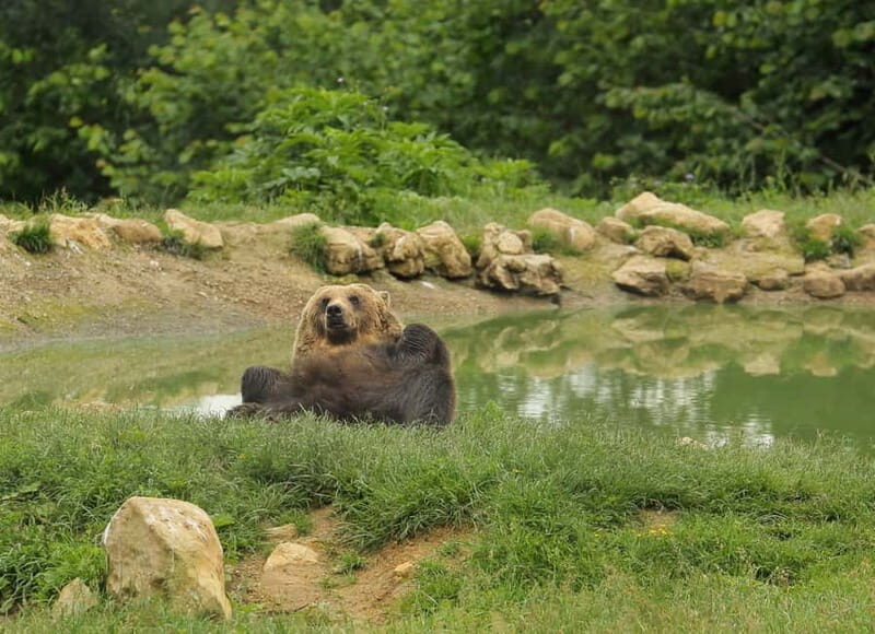Bucharest: Day Trip to Bear Sanctuary, Bran Castle & Brasov - Key Points