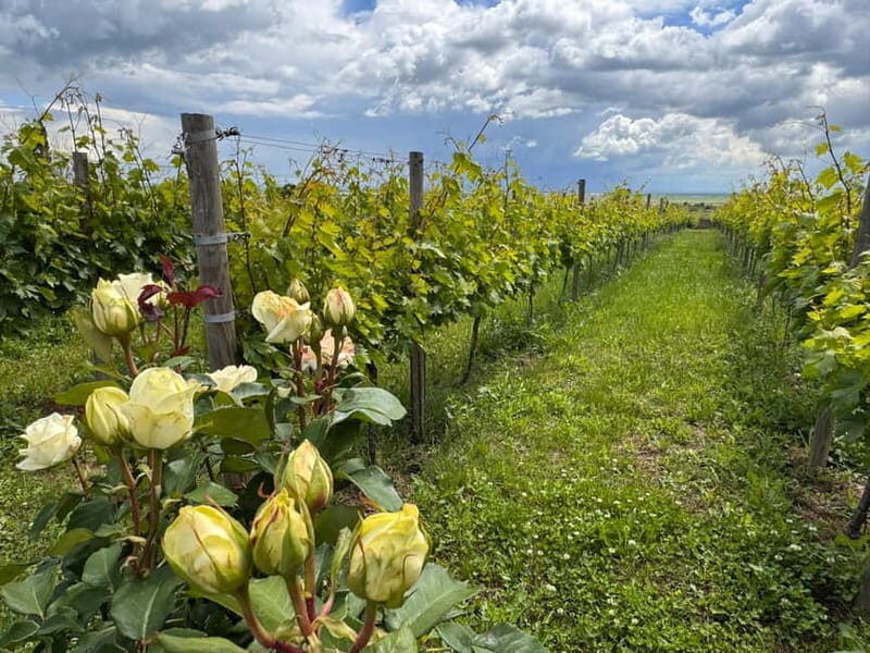 Bucharest: Half-Day Tour of Dealu Mare Wineries - The Journey Begins: Comfort and Convenience