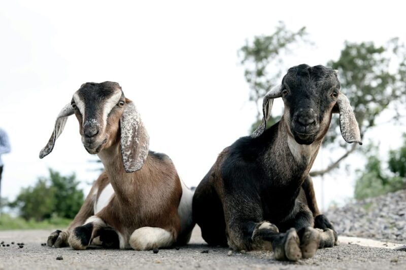 bucharest-ranch-with-domestic-animals-day-trip