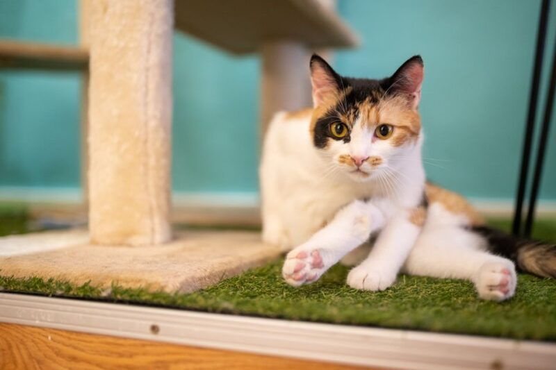 budapest-cat-museum-budapest-entry-ticket