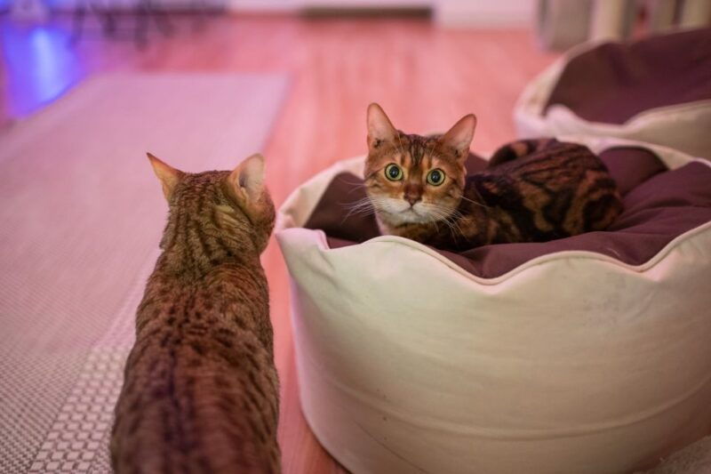 budapest-cat-museum-budapest-entry-ticket