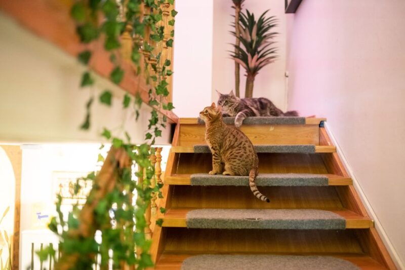 budapest-cat-museum-budapest-entry-ticket