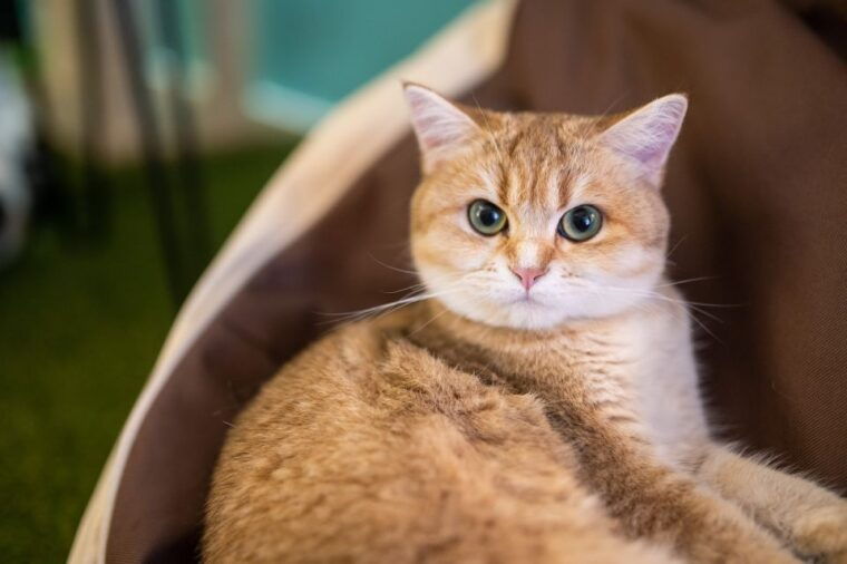 budapest-cat-museum-budapest-entry-ticket