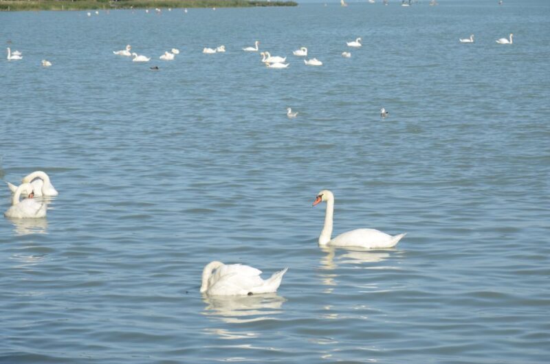 Budapest: Lake Balaton and Herend Full-Day Private Tour - Is It Worth the Price?