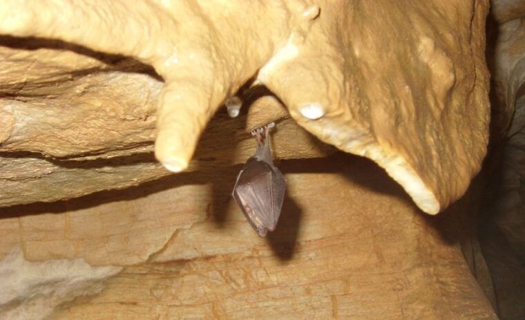 budapest-semlo-hill-pal-valley-caves-guided-walking-tour