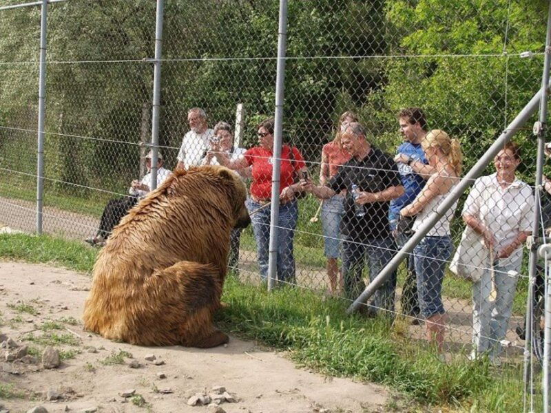 budapest-transport-guided-tour-of-bear-and-wolf-sanctuary