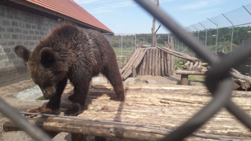 budapest-transport-guided-tour-of-bear-and-wolf-sanctuary