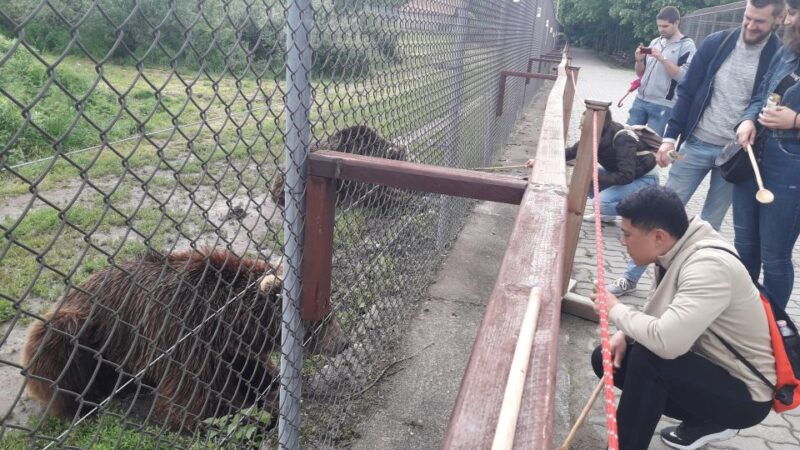 budapest-transport-guided-tour-of-bear-and-wolf-sanctuary