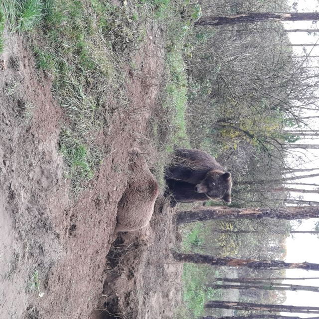 budapest-transport-guided-tour-of-bear-and-wolf-sanctuary