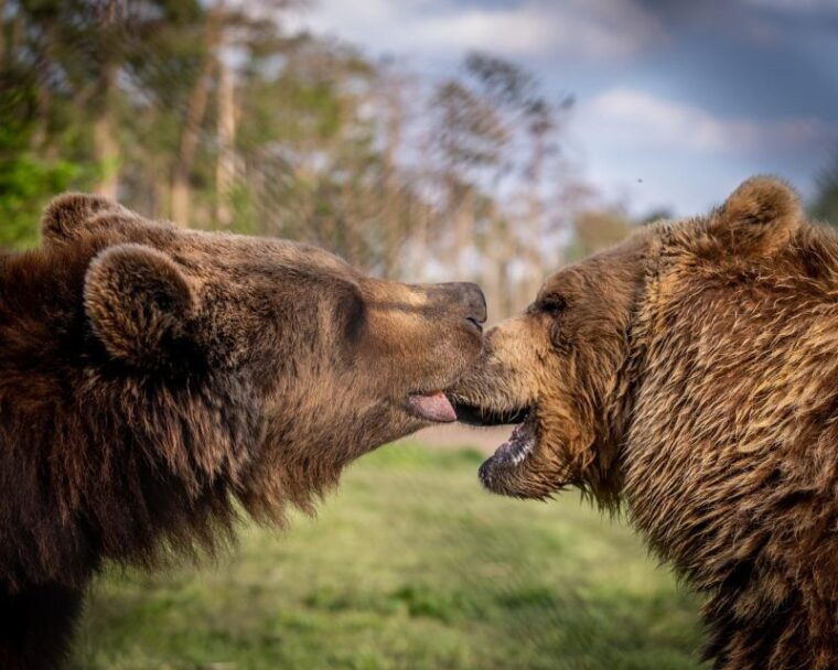 budapest-transport-guided-tour-of-bear-and-wolf-sanctuary
