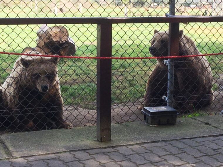 budapest-transport-guided-tour-of-bear-and-wolf-sanctuary
