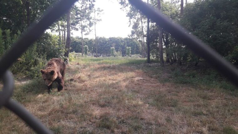 budapest-transport-guided-tour-of-bear-and-wolf-sanctuary