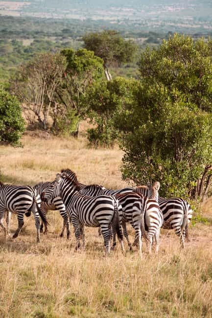 Budget 6-day Safari: Serengeti+Ngorongoro+Tarangire - An Honest Breakdown of the 6-Day Safari Experience