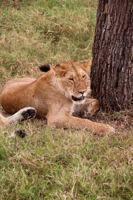 Budget 6-day Safari: Serengeti+Ngorongoro+Tarangire - Final Thoughts: Is This Safari Right for You?