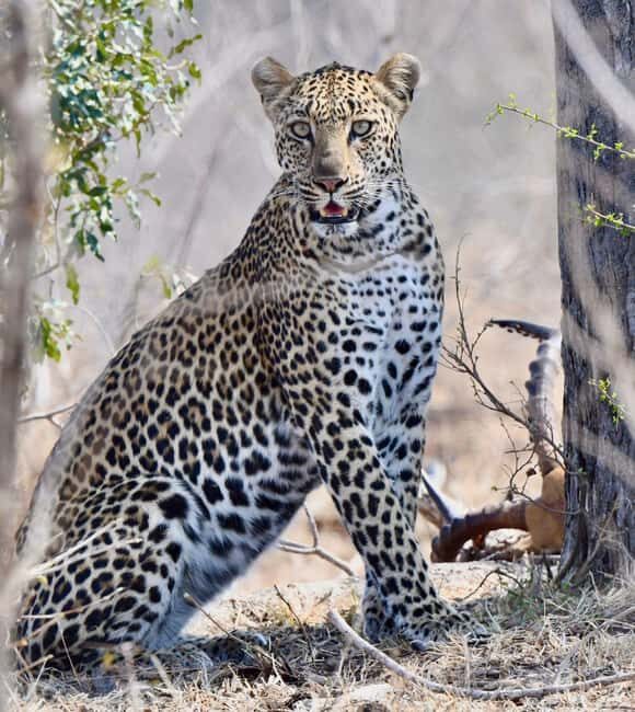 Budget Kruger & Panorama All-Inclusive Safari from Joburg - Key Points