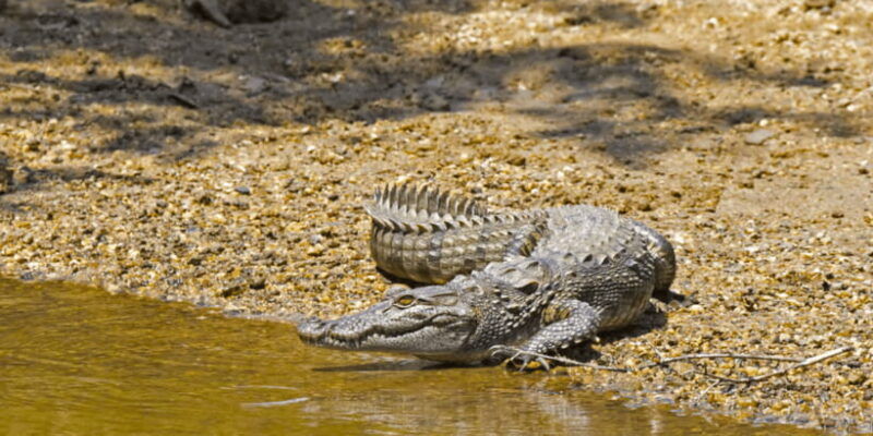 budget-safari-to-wilpaththu-national-park-from-anuradhapura
