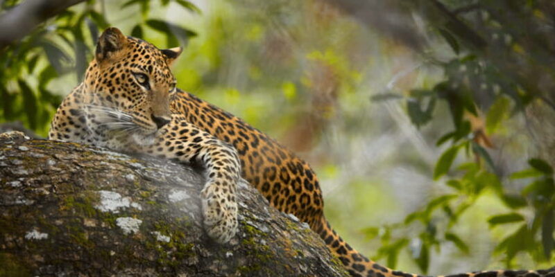 budget-safari-to-wilpaththu-national-park-from-anuradhapura