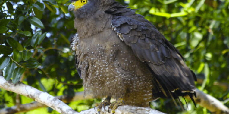 budget-safari-to-wilpaththu-national-park-from-anuradhapura
