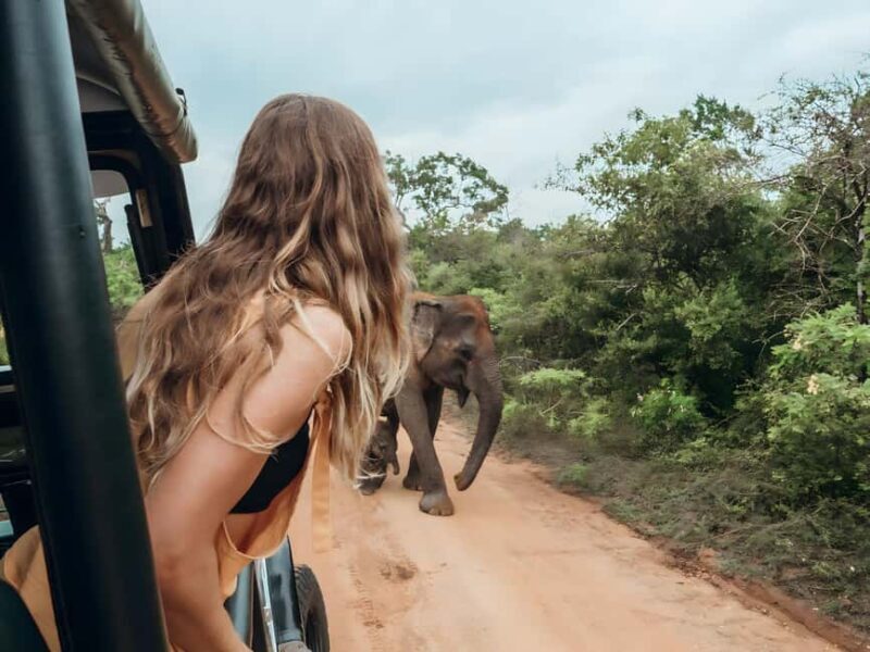 Budget Yala Safari: 1-Night Hostel Stay & Meals Included - Overview of the Budget Yala Safari Experience