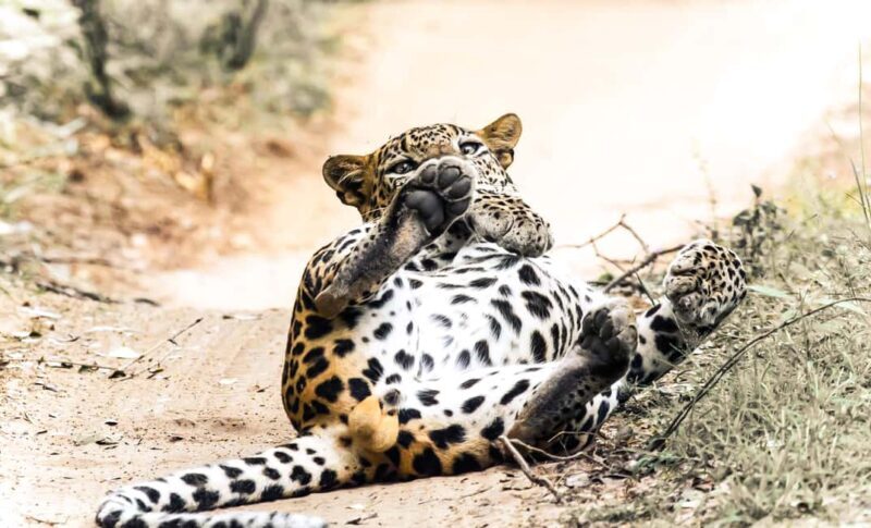 Budget Yala Safari: 1-Night Hostel Stay & Meals Included - Frequently Asked Questions