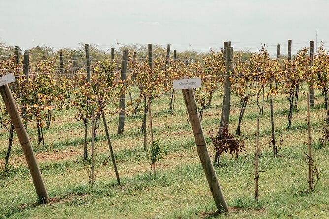 buenos-aires-exp-winery-gamboa-tasting-and-lunch-and-transfer