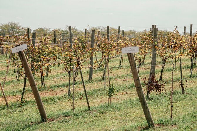 buenos-aires-wine-tasting-and-lunch-at-bodega-gamboa