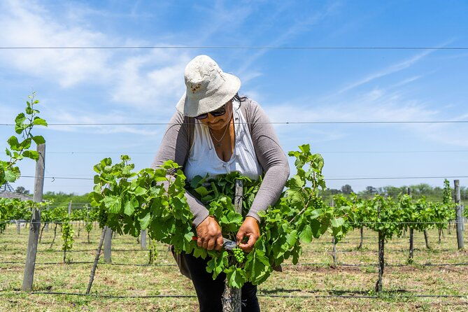 buenos-aires-wine-tasting-and-lunch-at-bodega-gamboa