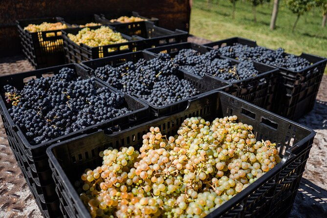 buenos-aires-wine-tasting-and-lunch-at-bodega-gamboa