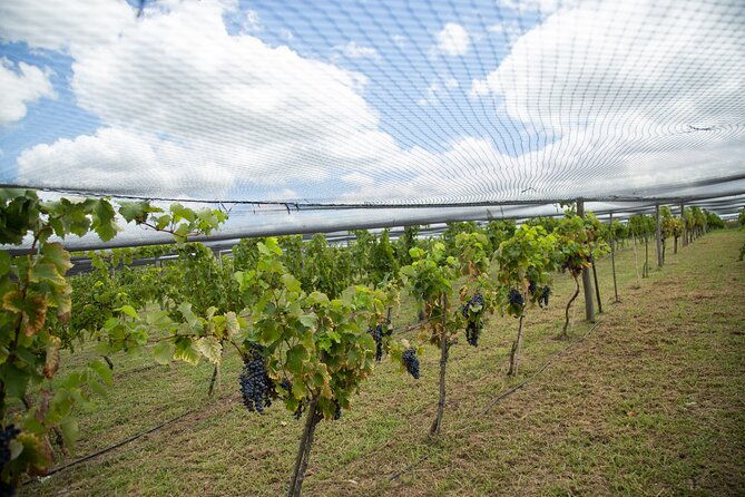 buenos-aires-wine-tasting-and-lunch-at-bodega-gamboa