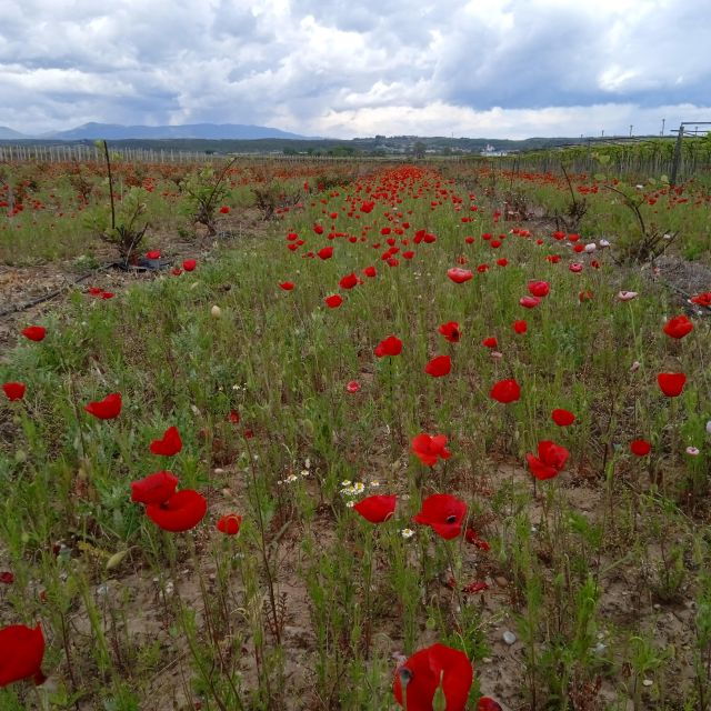 buggy-safari-discover-olympus-by-classic-buggy-rentals