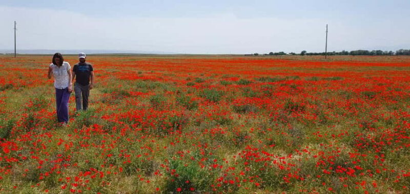 Bukhara/Samarkand: 2-Day Guided Nurata Mount & Desert Tour - The Complete Breakdown: What to Expect on This 2-Day Tour