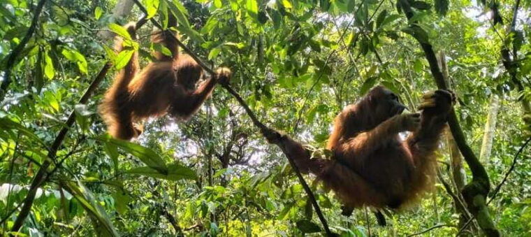 bukit-lawang-3-day-jungle-trek-stay-overnight