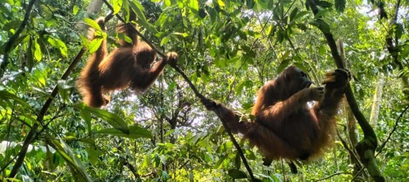 Bukit Lawang: 6-Day Wonderful Jungle Trek & Retreat - Introduction: What Makes This Tour Special?