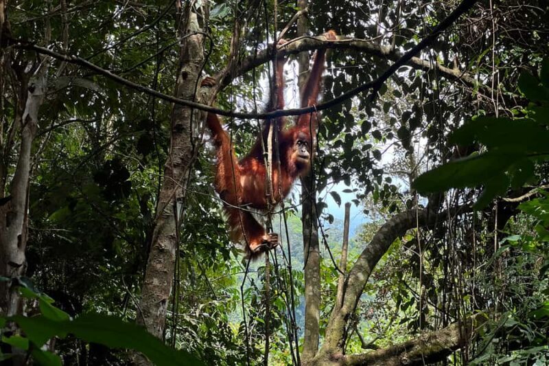 Bukit Lawang: 7-Day North Sumatra Highlights Tour - Who Would Love This Tour?