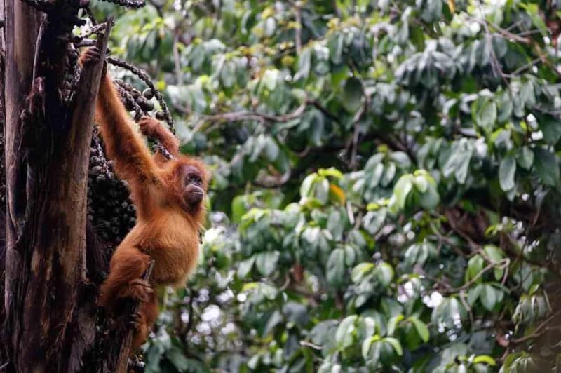 Bukit Lawang: Eco-Friendly Jungle Trek with Orangutans - Key Points