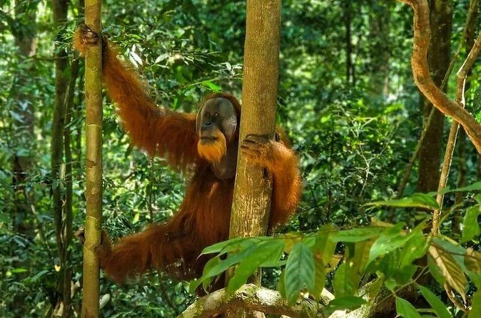 Bukit Lawang Jungle Trek Sumatran Safari - Who Should Consider This Tour?